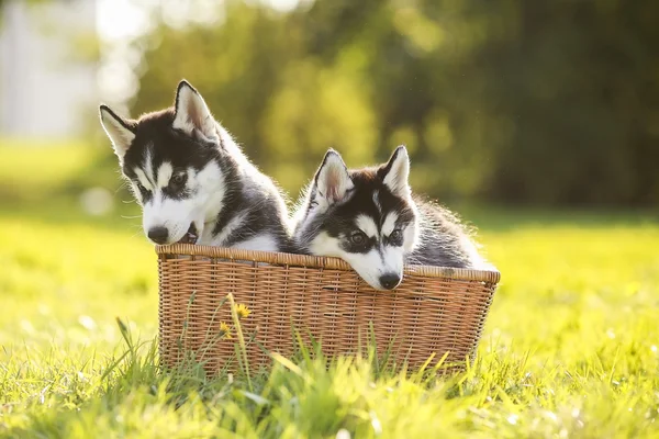 Dois filhote de cachorro husky em uma cesta — Fotografia de Stock